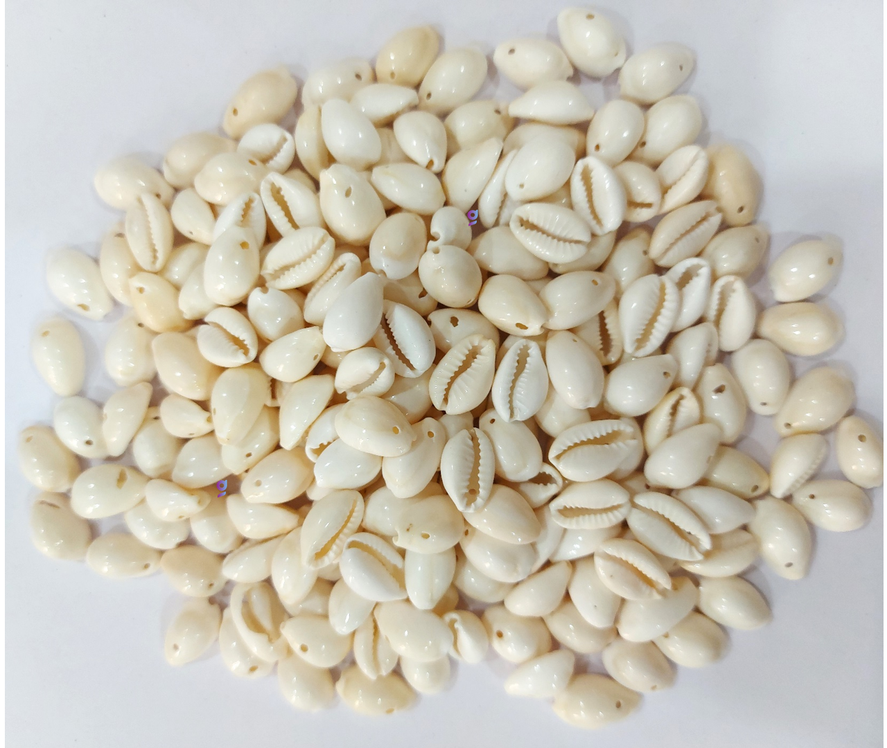 Natural Sea Shell Cowrie/Kodi for Craft Work, White colour, 000 size