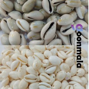 Natural Sea Shell Cowrie Work Grey & White colour 18mm 100 pc each