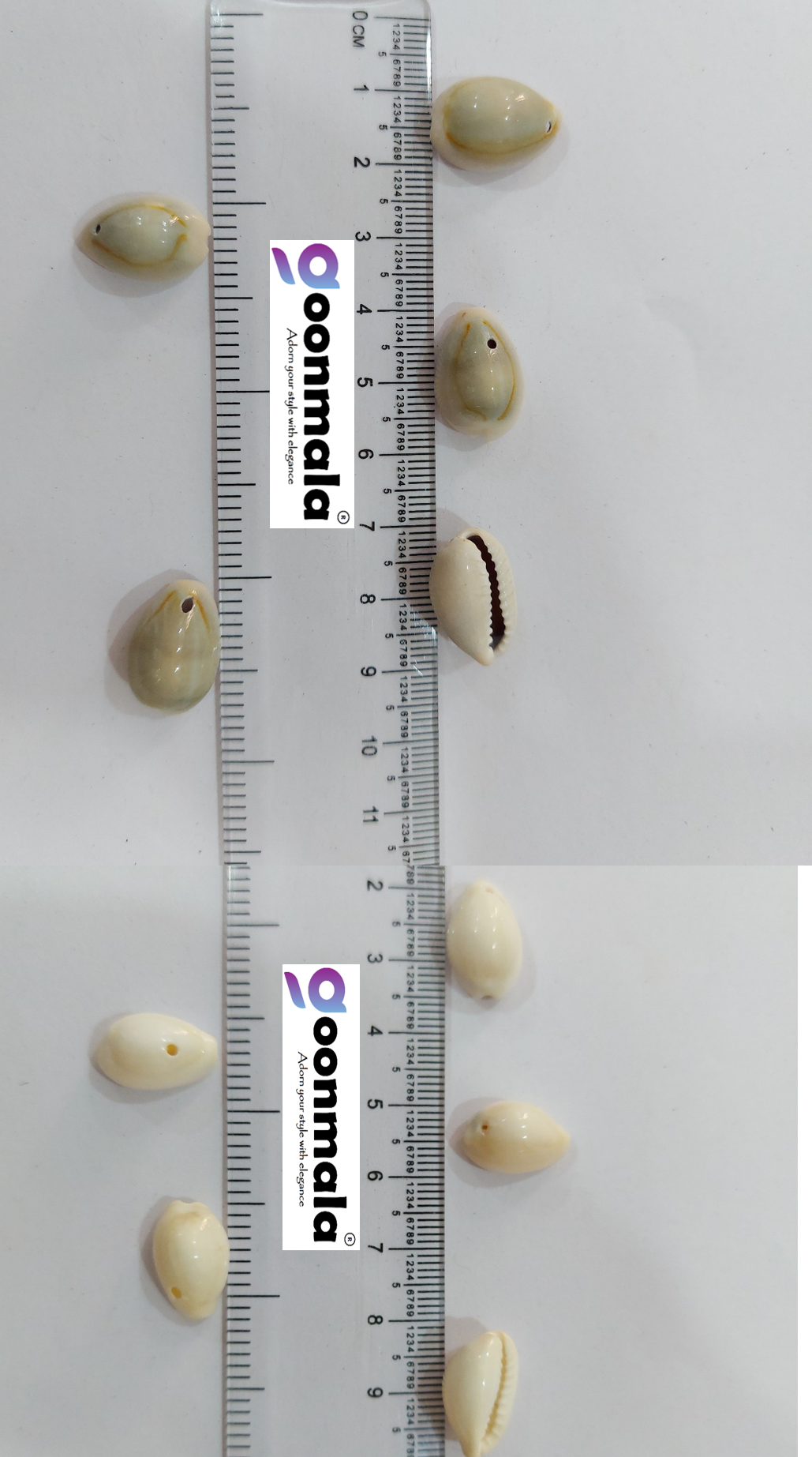 Natural Sea Shell Cowrie Work Grey & White colour 18mm 100 pc each - Image 4