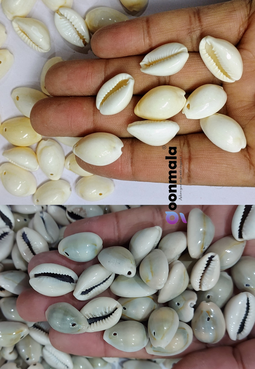 Natural Sea Shell Cowrie Work Grey & White colour 24mm 100 pc each - Image 2