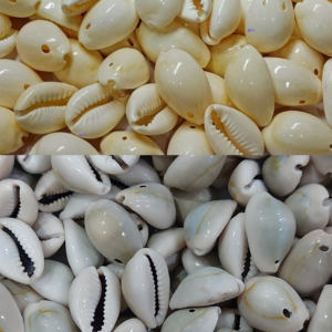 Natural Sea Shell Cowrie Work Grey & White colour 24mm 100 pc each