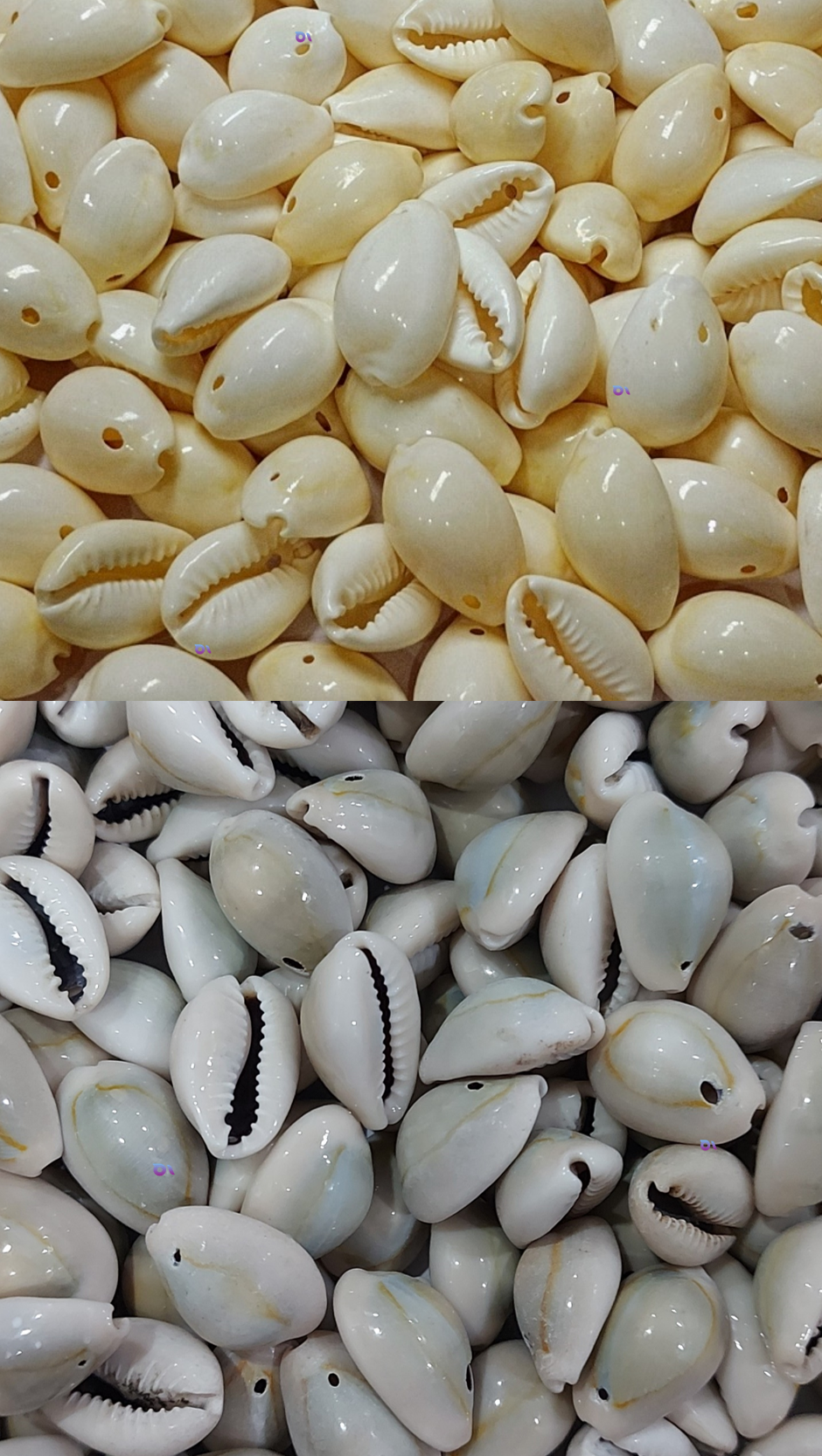 Natural Sea Shell Cowrie Work Grey & White colour 24mm 100 pc each