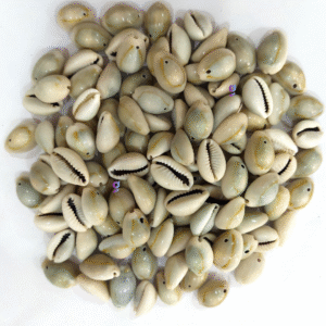 Natural Sea Shell Cowrie/Kodi for Craft Work, Grey colour 18mm (000)