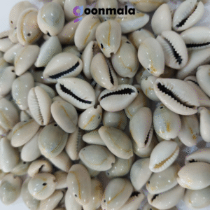 Natural Sea Shell Cowrie/Kodi for Craft Work, Grey colour 24mm