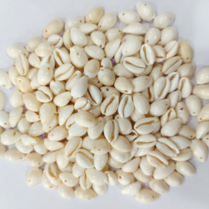 Natural Sea Shell Cowrie/Kodi for Craft Work White colour 18mm 100 pc