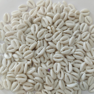 WhiteColour Artificial (Plastic) kodi/Cowrie for Craft, Jewllery, Bracelet, Rakhi, Embroidery Work 200 Piece
